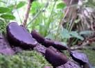 Black Bulgar - Bulgaria inquinans. Growing on a log adjacent to the path. - via Daymix
