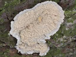 Attēlu rezultāti vaicājumam “Phlebia rufa”