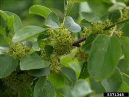 Attēlu rezultāti vaicājumam “Rhamnus cathartica”