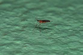 Attēlu rezultāti vaicājumam “Cecidomyiidae”