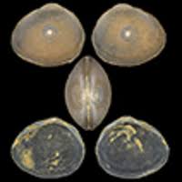 Attēlu rezultāti vaicājumam “Physarum bivalve sessile”