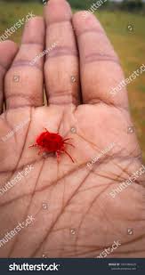 Attēlu rezultāti vaicājumam “Trombidiidae”