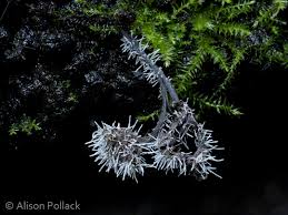 Attēlu rezultāti vaicājumam “Tilachlidium brachiatum”