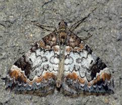 Attēlu rezultāti vaicājumam “Dysstroma truncata”