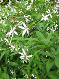 Attēlu rezultāti vaicājumam “Gillenia trifoliata”