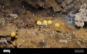 Attēlu rezultāti vaicājumam “Hemitrichia calyculata young”