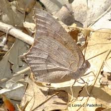 Attēlu rezultāti vaicājumam “Anacampsis blatariella”