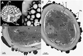 Attēlu rezultāti vaicājumam “Orthotrichum affine var. affine sporophyte”