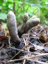Attēlu rezultāti vaicājumam “Xylaria polymorpha”