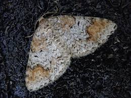 Attēlu rezultāti vaicājumam “Venusia blomeri”