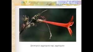 Attēlu rezultāti vaicājumam “Polemoniaceae”