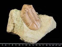 Attēlu rezultāti vaicājumam “Laccognathus panderi”