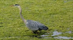 Attēlu rezultāti vaicājumam “Ardea cinerea”