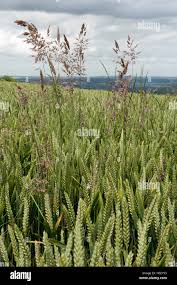 Attēlu rezultāti vaicājumam “Holcus lanatus  flower”