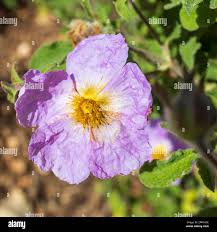 Attēlu rezultāti vaicājumam “Cistaceae”