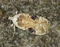 Attēlu rezultāti vaicājumam “Agonopterix alstromeriana”