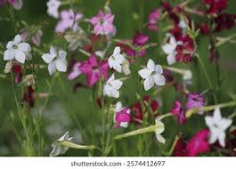 Image result for Nicotiana x sanderae