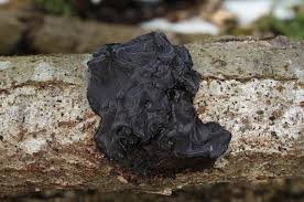 Attēlu rezultāti vaicājumam “Exidia truncata”