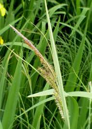 Attēlu rezultāti vaicājumam “Carex acutiformis flower”