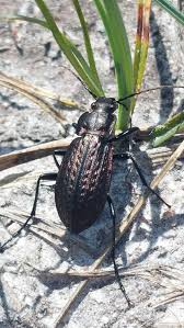 Attēlu rezultāti vaicājumam “Carabus clathratus”