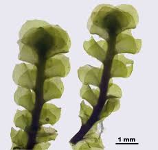 Attēlu rezultāti vaicājumam “Scapania”