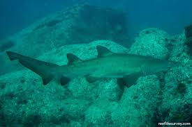 Image result for Carcharias taurus