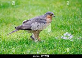 Attēlu rezultāti vaicājumam “Accipiter nisus male”