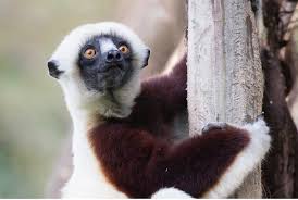 lemur ile ilgili görsel sonucu