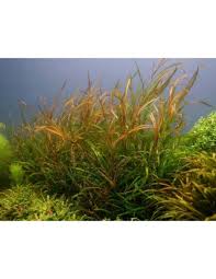 Attēlu rezultāti vaicājumam “Potamogeton rutilus”