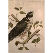 Attēlu rezultāti vaicājumam “Falco subbuteo”