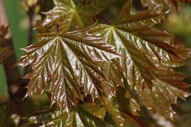 Attēlu rezultāti vaicājumam “Acer platanoides fo. schwedleri”