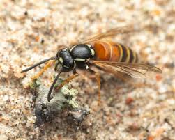 Attēlu rezultāti vaicājumam “Vespula rufa”