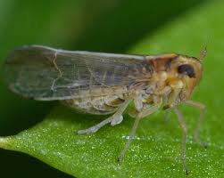 Attēlu rezultāti vaicājumam “Delphacidae”
