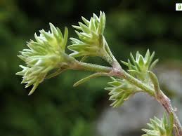 Attēlu rezultāti vaicājumam “Scleranthus annuus”