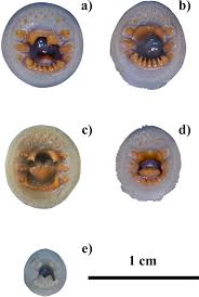 Attēlu rezultāti vaicājumam “Lampetra fluviatilis”