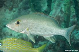 Image result for Lutjanus mahogoni