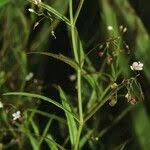 Attēlu rezultāti vaicājumam “Veronica scutellata flower”