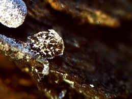 Attēlu rezultāti vaicājumam “Physarum bryomacrocarpum macro”