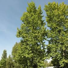 Attēlu rezultāti vaicājumam “Populus x berolinensis”