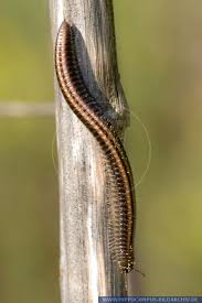 Attēlu rezultāti vaicājumam “Ommatoiulus sabulosus”