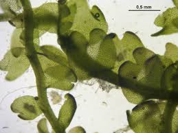 Attēlu rezultāti vaicājumam “Gymnocolea inflata”