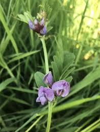 Attēlu rezultāti vaicājumam “Vicia sepium fruit”