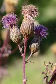 Attēlu rezultāti vaicājumam “Serratula tinctoria”