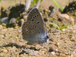 Attēlu rezultāti vaicājumam “Polyommatus icarus male”