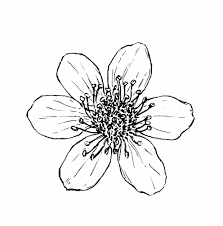 Attēlu rezultāti vaicājumam “Filipendula vulgaris fruit”