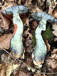 Attēlu rezultāti vaicājumam “Sutorius luridiformis”