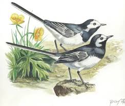Image result for Motacilla alba
