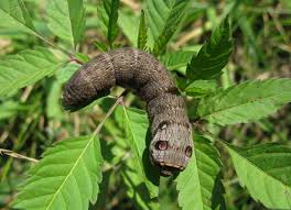 Attēlu rezultāti vaicājumam “Deilephila porcellus”