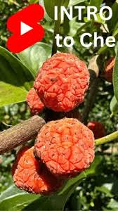 Attēlu rezultāti vaicājumam “Carex diandra fruit”