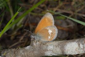 Attēlu rezultāti vaicājumam “Coenonympha glycerion”